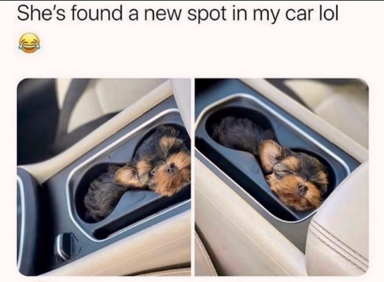 it%26%238217%3Bs+the+pup+holder