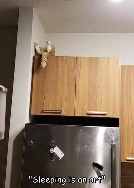 cats+are+sleep+artists