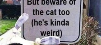 weird+cat