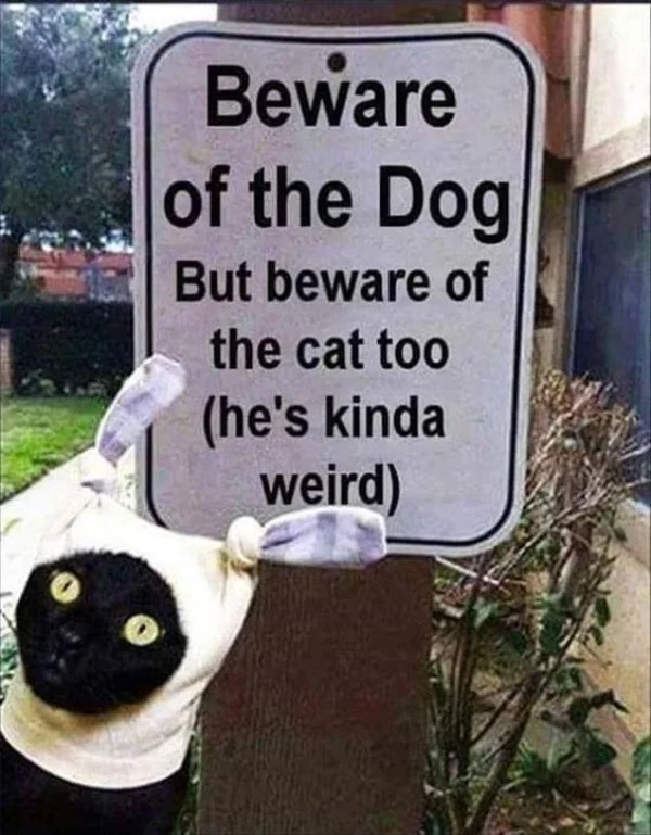 weird+cat