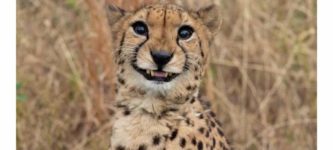 what+a+handsome+cheetah%21