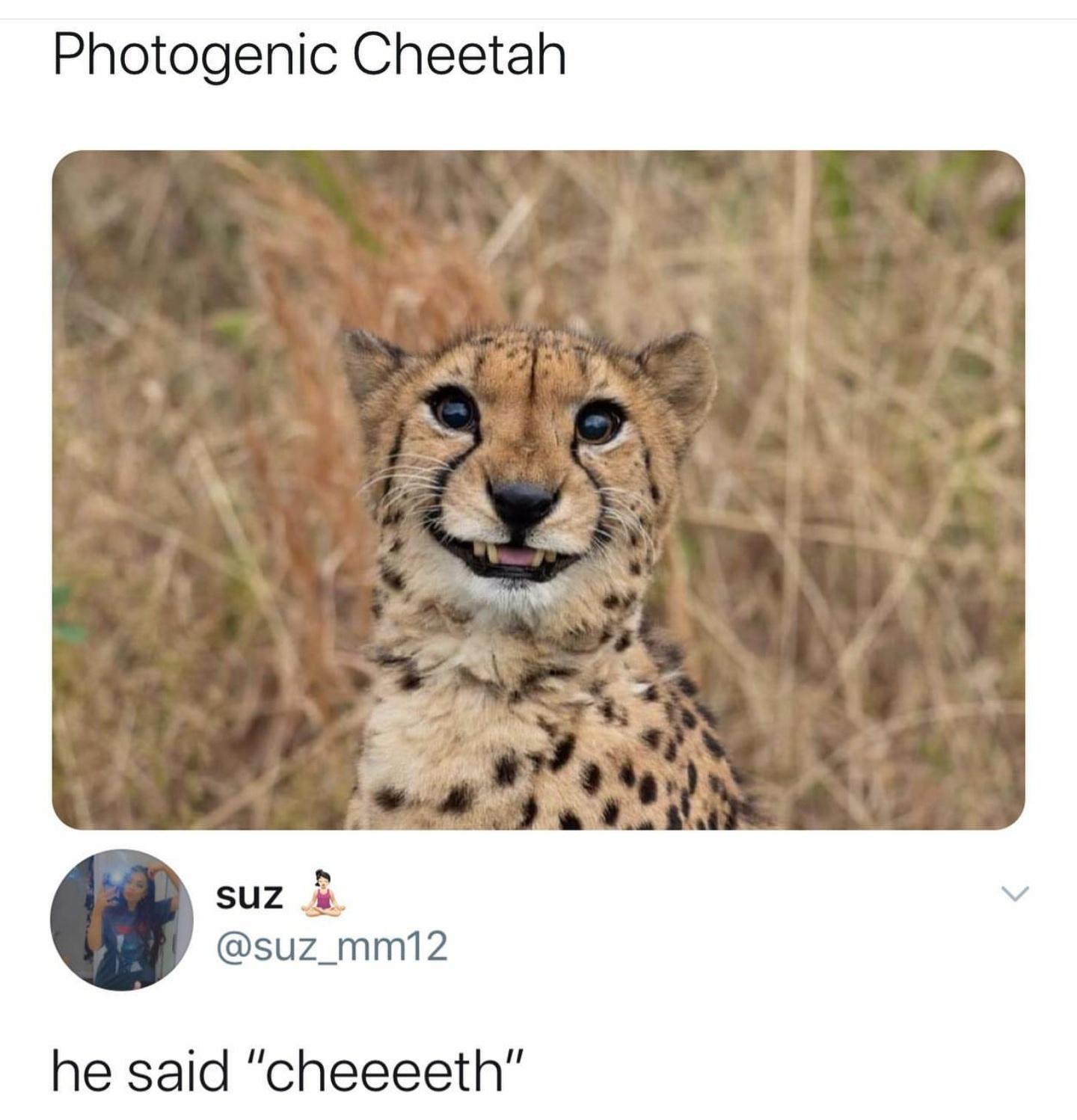 what+a+handsome+cheetah%21