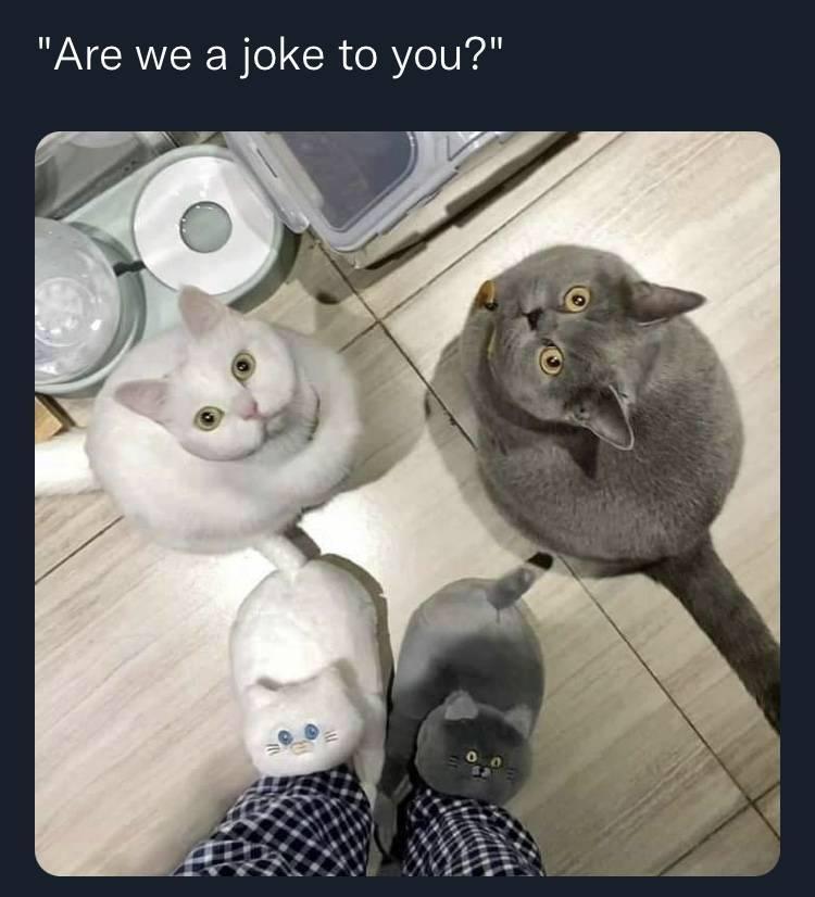 the+cats+came+with+matching+slippers