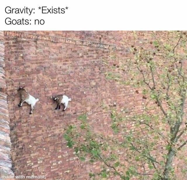 goats+have+their+own+physics