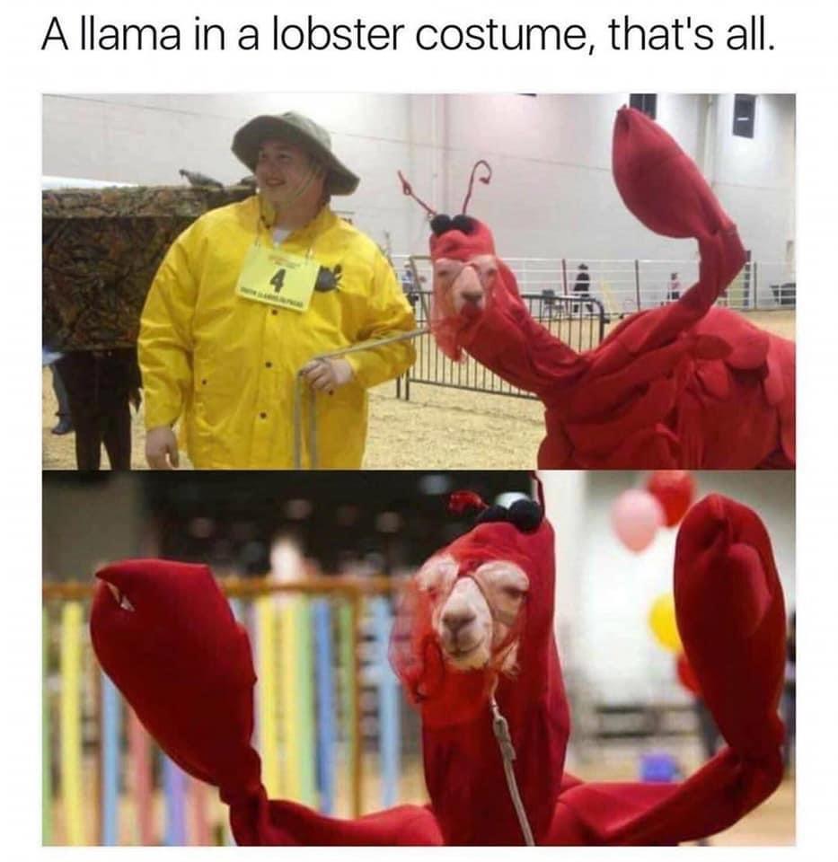 llama+lobster