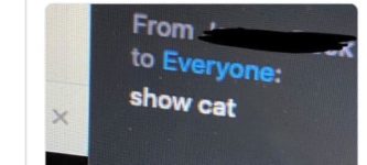 show+cat+now