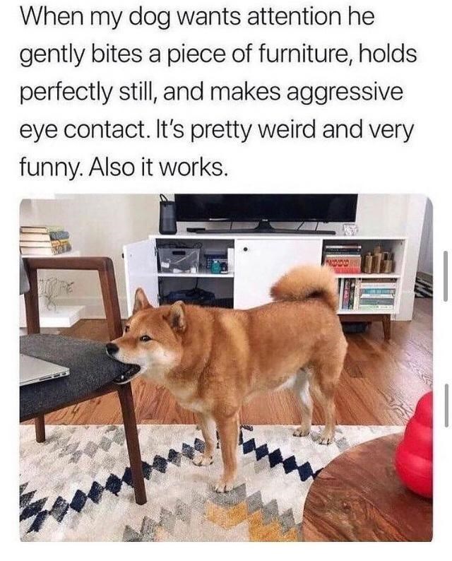 extremely+aggressive+eye+contact