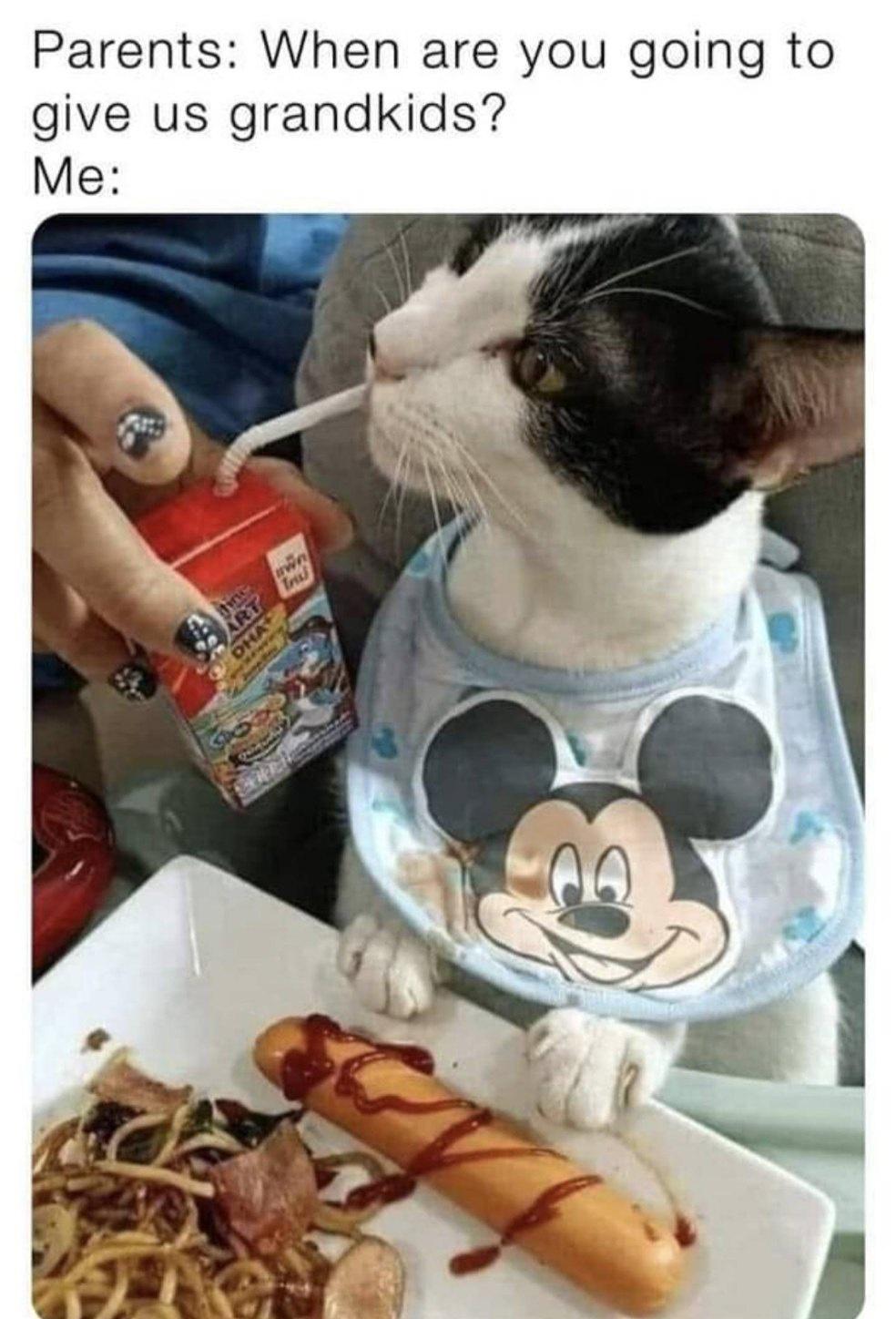 best+i+can+do+is+grand+kitten