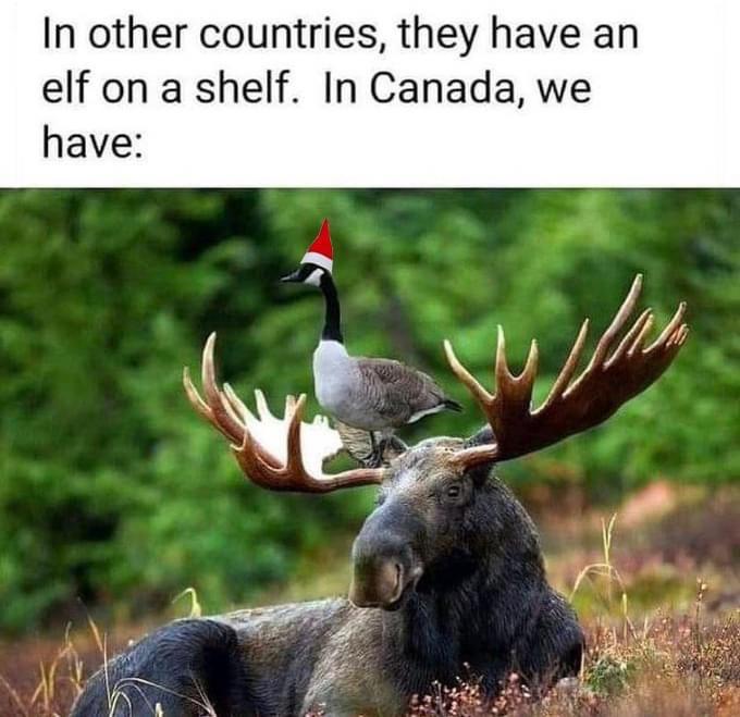 goose+on+a+moose