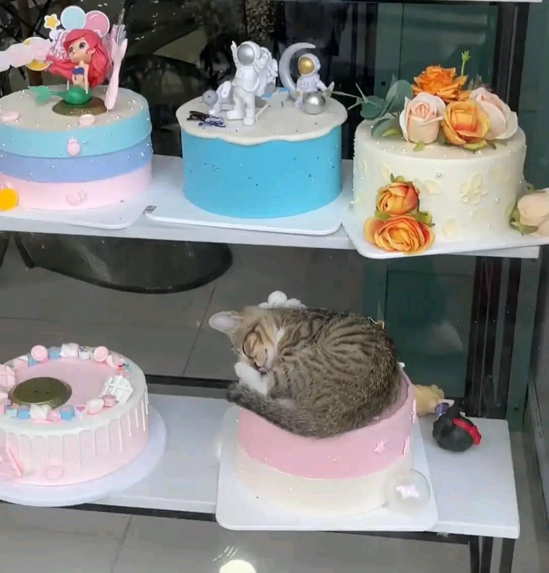 how+much+for+the+cake+with+the+cat+topper%3F