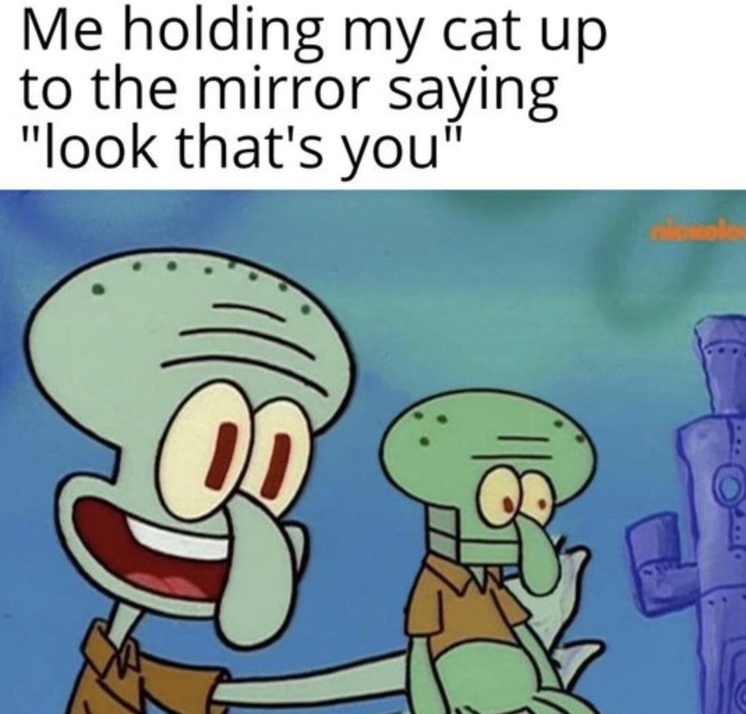 cats+love+when+you+do+this