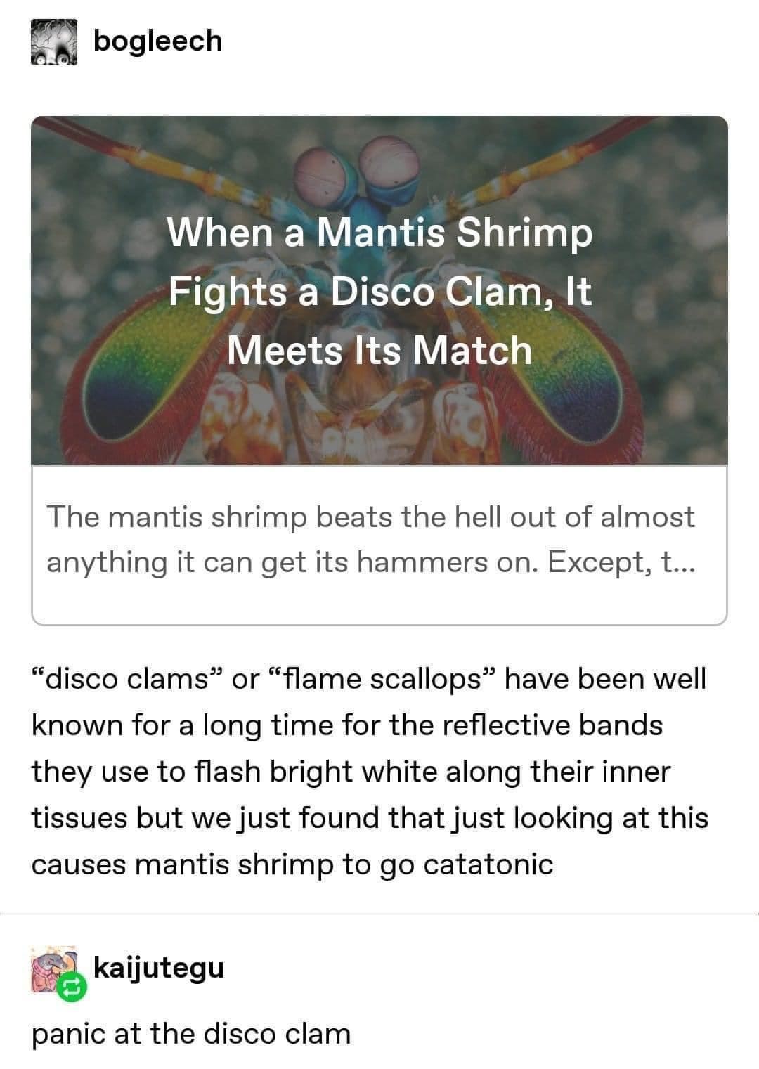 panic+at+the+disco+clam
