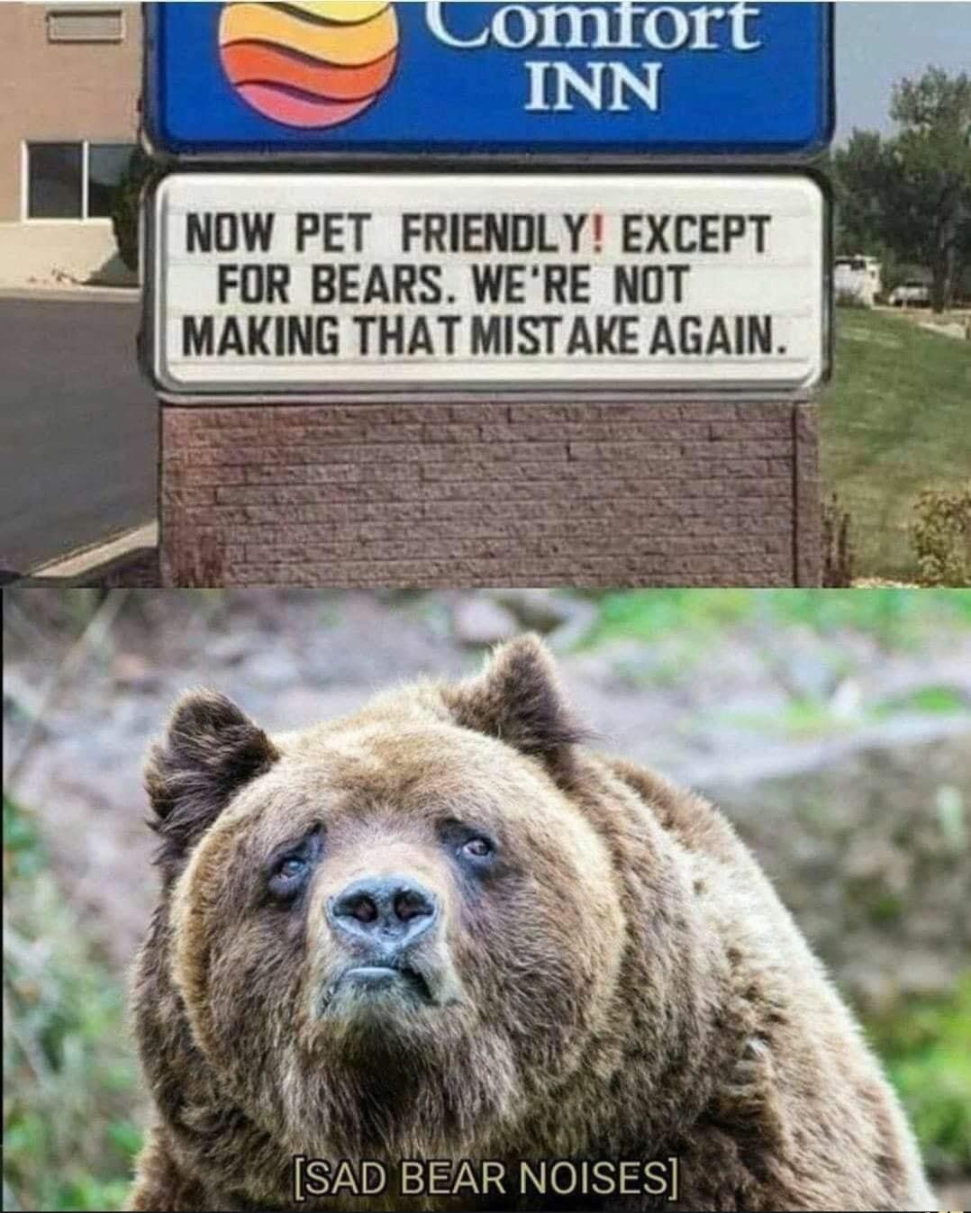 no+bears+allowed