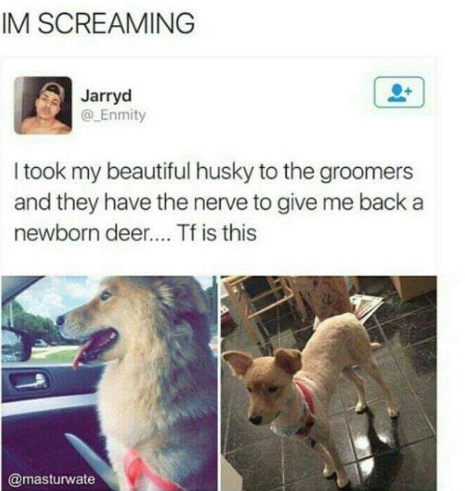 what+happened+to+my+dog%3F