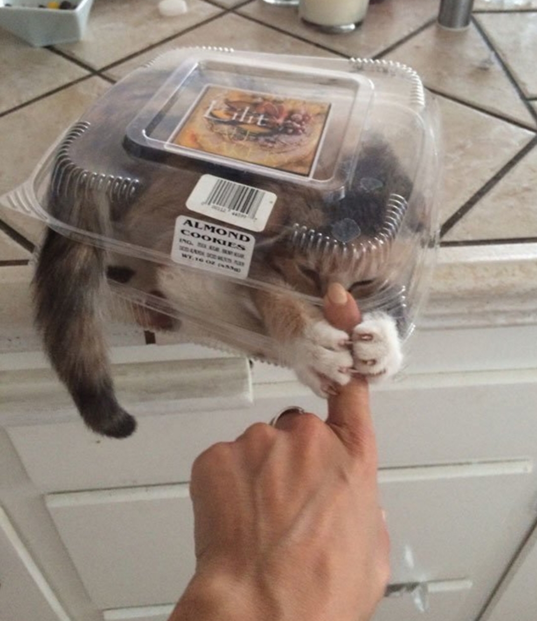 there%26%238217%3Bs+something+wrong+with+my+almond+cookies