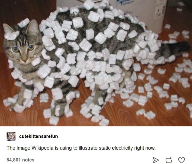 static+electricity+cat