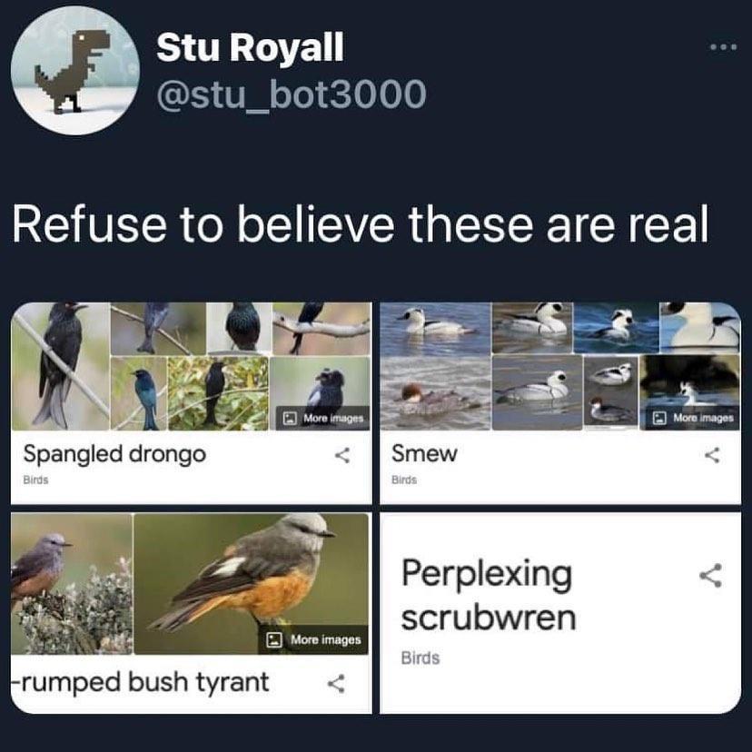 birds+aren%26%238217%3Bt+real
