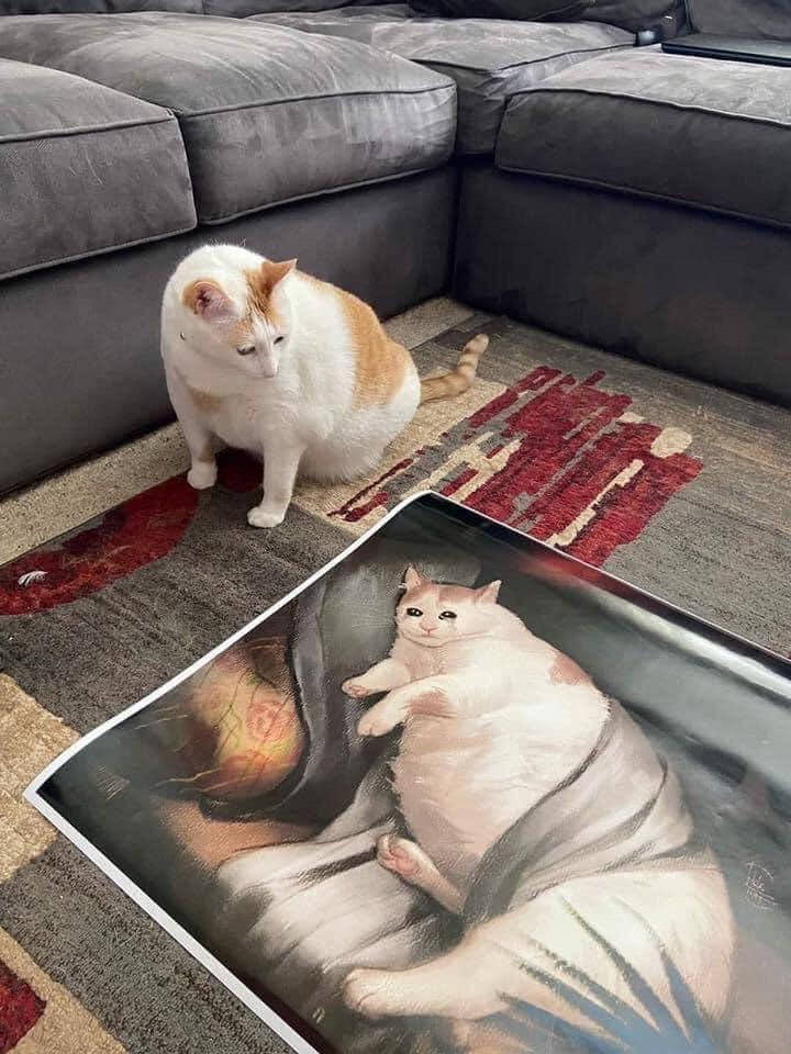 cat+is+not+impressed