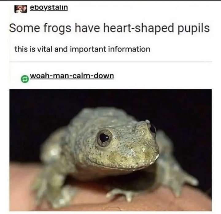 this+frog+loves+you