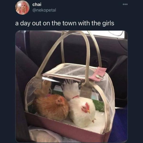 what+are+ya%2C+chicken%3F