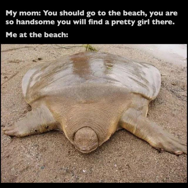 in+for+a+shell+of+a+time