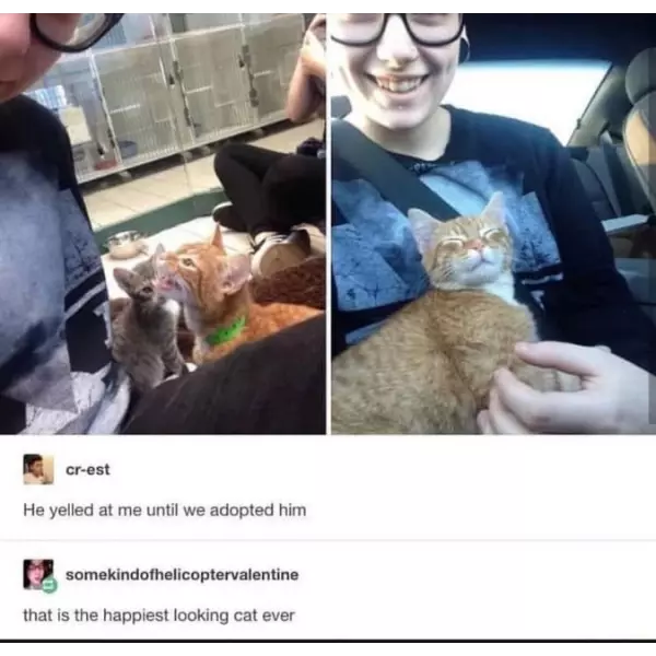 the+happiest+cat+alive
