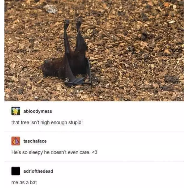 what+a+batty+thing+to+do