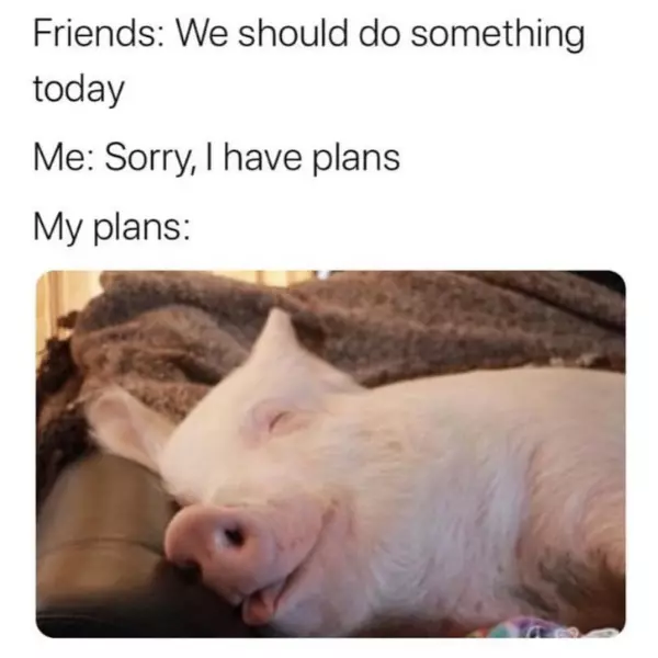 this+little+piggy+stays+home