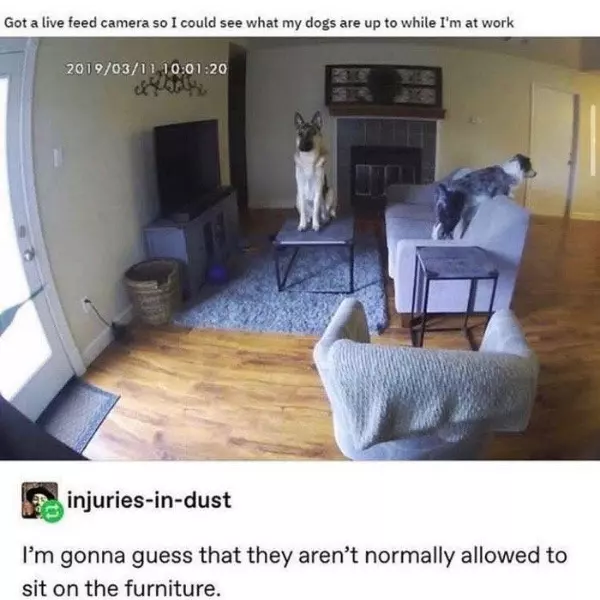 quick%2C+on+the+couch%21