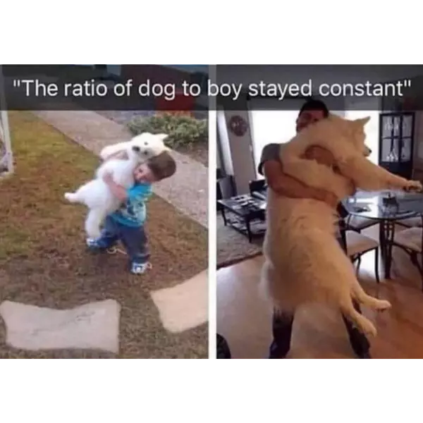 from+fluff+to+scruff