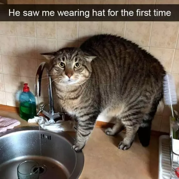 anyone+else%26%238217%3Bs+cat+do+this%3F