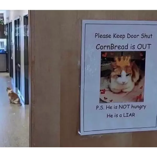 does+cornbread+look+like+a+liar+to+you%3F