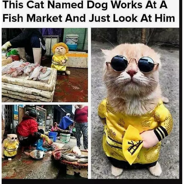 now+that+there%26%238217%3Bs+a+doggone+cat%21