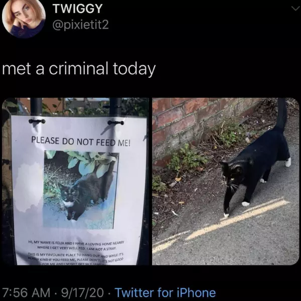 a+cat+burglar
