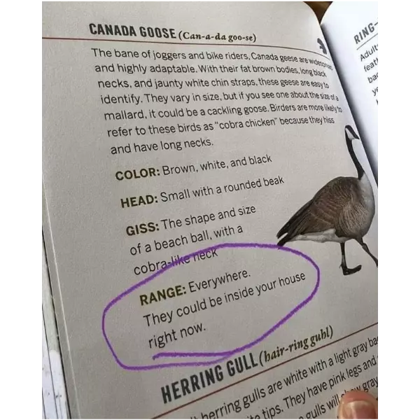 Geese+combat+rating+is+infinite