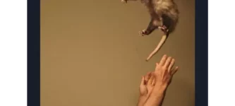 awesome+possum