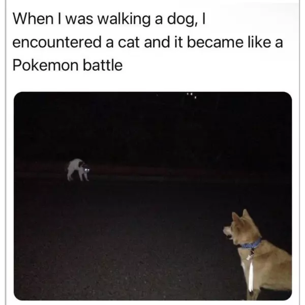 houndour+used+bite+on+skitty%21