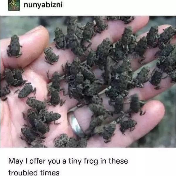 have+frog