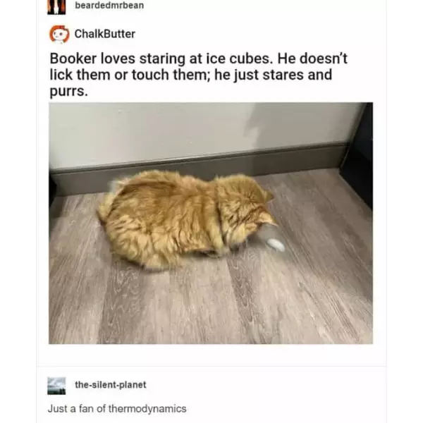 purrmodynamics
