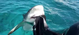 wholesome+shark+moment