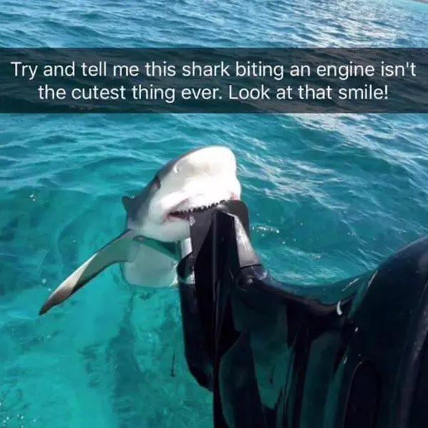 wholesome+shark+moment