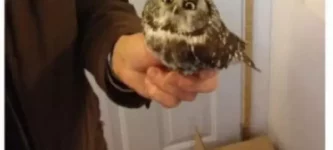 owl+is+disappointed+in+you