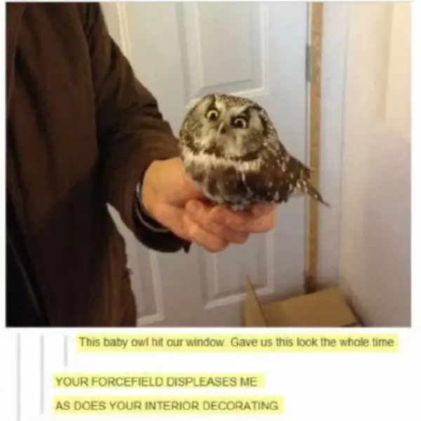 owl+is+disappointed+in+you