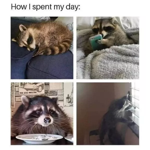 never+related+to+a+raccoon+more