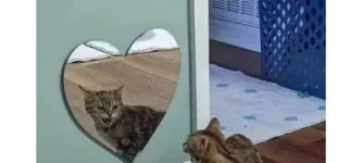 cat+got+your+heart%3F
