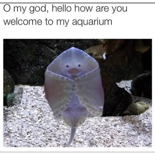 an+introduction+that+goes+swimmingly