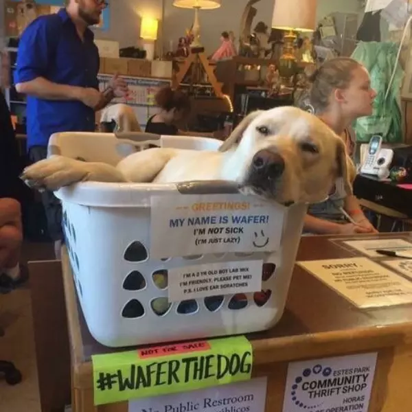 just+wafer+wafing+about