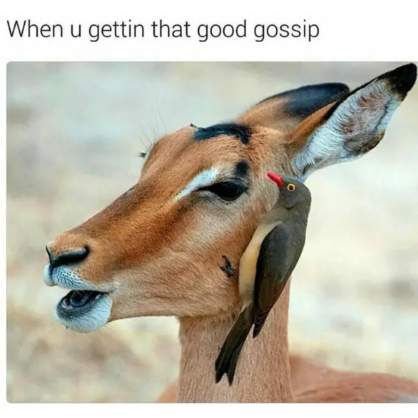 %26%238220%3Ba+little+bird+told+me%26%238230%3B%26%238221%3B