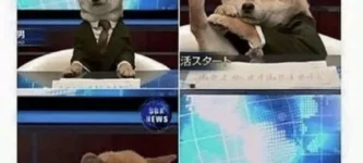 news+you+never+need+to+paws