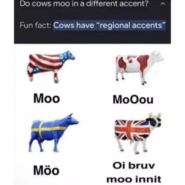 cow+accents